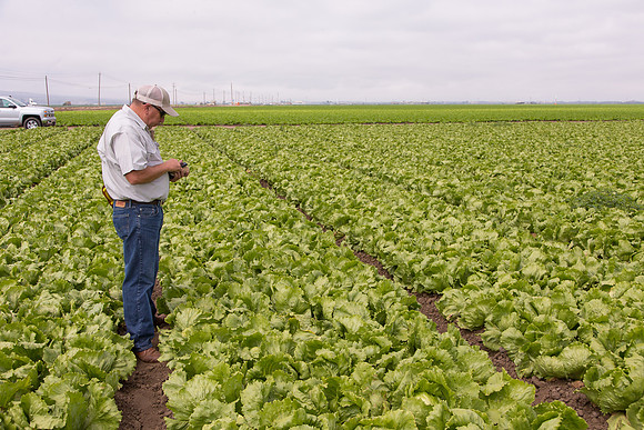 Lettuce_9238_CA_0128
