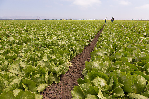 Lettuce_9238_CA_0195