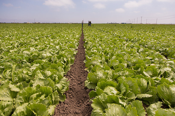 Lettuce_9238_CA_0211