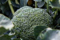 Broccoli_1199_CA_0018