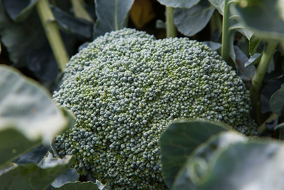 Broccoli_1199_CA_0018