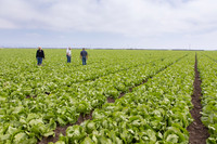 Lettuce_9238_CA_0013