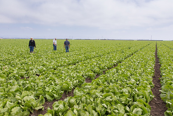Lettuce_9238_CA_0013