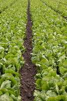 Lettuce_9238_CA_0017