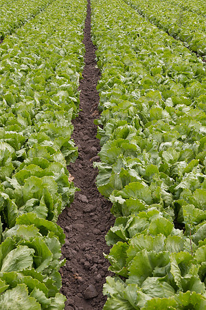 Lettuce_9238_CA_0017