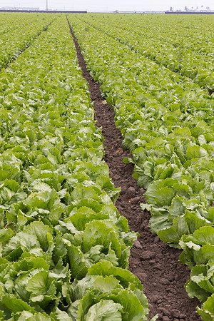 Lettuce_9238_CA_0019