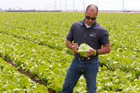 Lettuce_9238_CA_0075