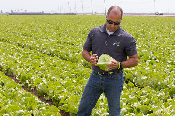 Lettuce_9238_CA_0075