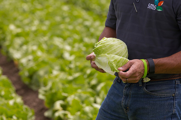 Lettuce_9238_CA_0100