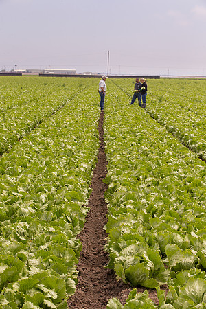 Lettuce_9238_CA_0223