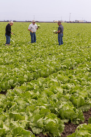 Lettuce_9238_CA_0027