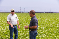 Lettuce_9238_CA_0055
