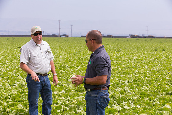 Lettuce_9238_CA_0055