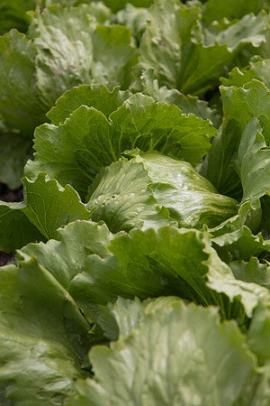 Lettuce_9238_CA_0207