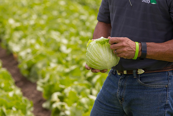 Lettuce_9238_CA_0095