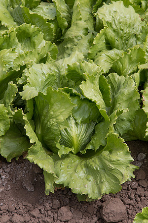 Lettuce_9238_CA_0144