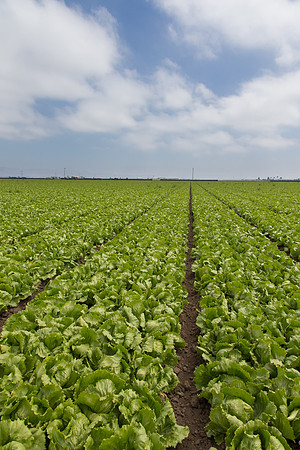 Lettuce_9238_CA_0134