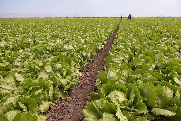 Lettuce_9238_CA_0202