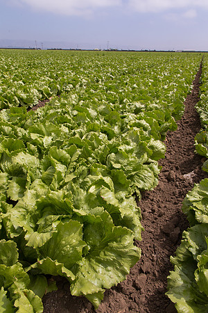 Lettuce_9238_CA_0146