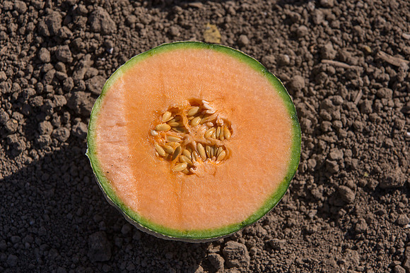 Melon_Banzai_CA_0055
