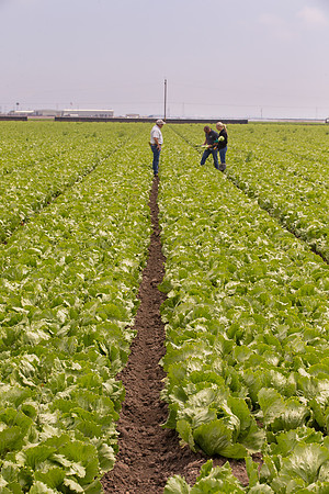 Lettuce_9238_CA_0221