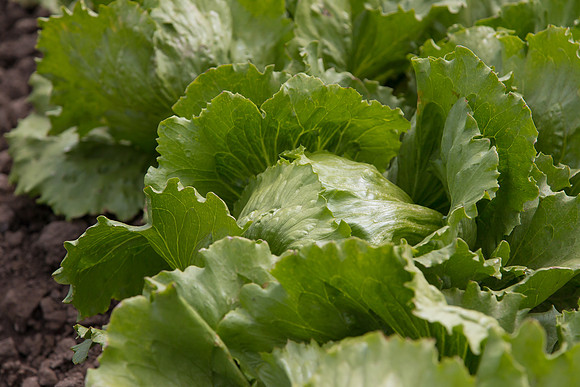 Lettuce_9238_CA_0209