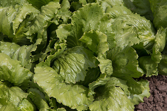 Lettuce_9238_CA_0119