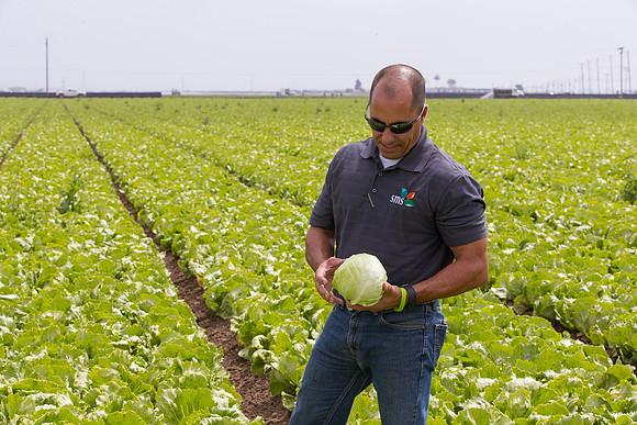 Lettuce_9238_CA_0091