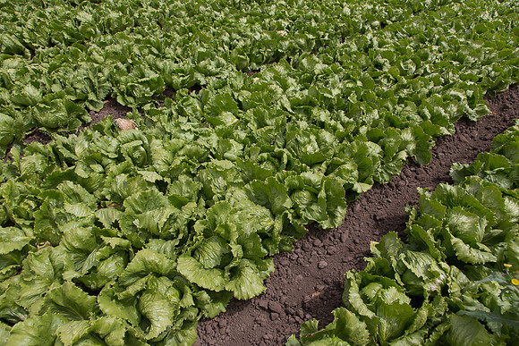 Lettuce_9238_CA_0124