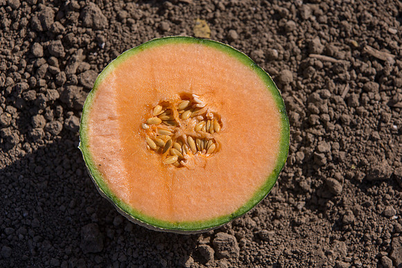 Melon_Banzai_CA_0054