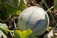 Melon_Banzai_CA_0047