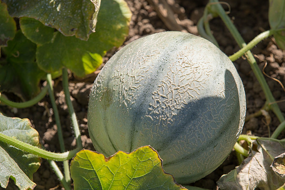 Melon_Banzai_CA_0047