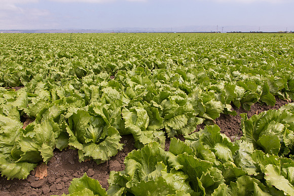 Lettuce_9238_CA_0138