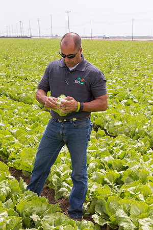 Lettuce_9238_CA_0078