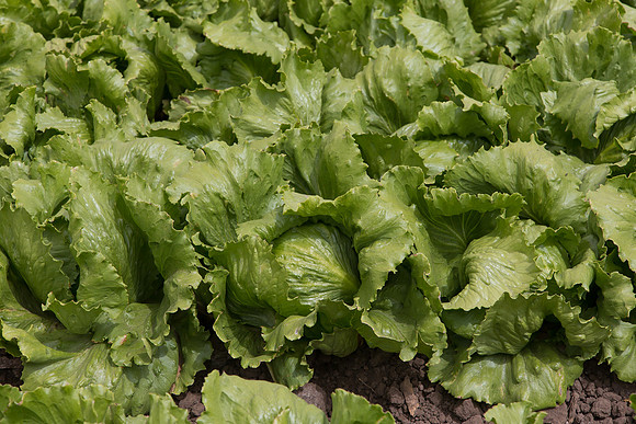 Lettuce_9238_CA_0114