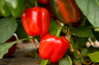 SweetPeppers_12-E7-BLK-8180_CA_0004