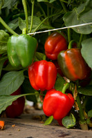 SweetPeppers_12-E7-BLK-8180_CA_0010