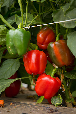 SweetPeppers_12-E7-BLK-8180_CA_0010