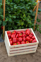 SweetPeppers_12-E7-BLK-8180_CA_0088