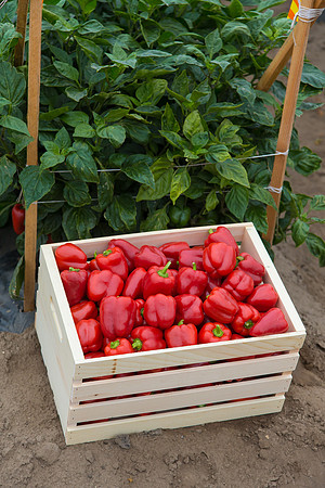 SweetPeppers_12-E7-BLK-8180_CA_0088