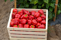 SweetPeppers_12-E7-BLK-8180_CA_0086