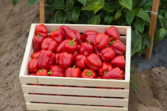 SweetPeppers_12-E7-BLK-8180_CA_0086