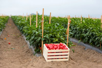 SweetPeppers_12-E7-BLK-8180_CA_0097