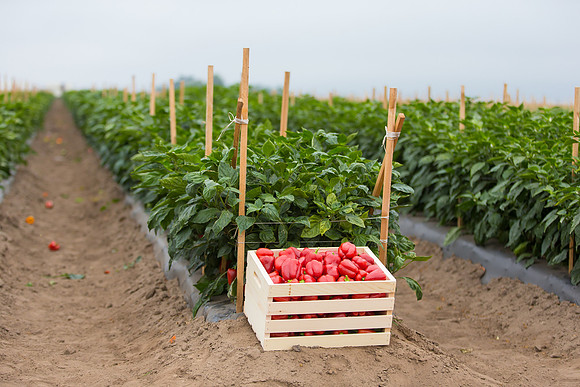 SweetPeppers_12-E7-BLK-8180_CA_0097