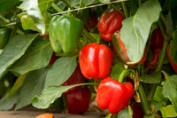 SweetPeppers_12-E7-BLK-8180_CA_0002