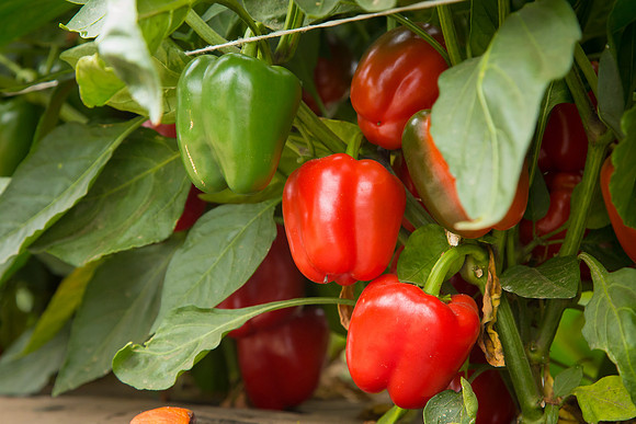 SweetPeppers_12-E7-BLK-8180_CA_0002