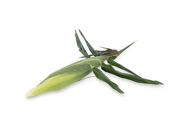 SweetCorn_Nighthawk_13