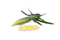 SweetCorn_Nighthawk_29