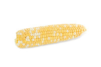 SweetCorn_Nighthawk_48