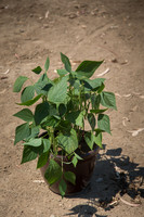 Bean_Banga_CA_0014